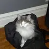 Amanda Shuey - @amanda.shuey5 - TikTok