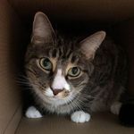 Amanda Shute - @perrythecatapusrocks - Instagram