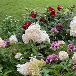 Amanda Sides - @strategicplanting - Instagram