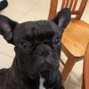 Hank 🐾 - @amandaslick1 - TikTok
