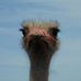 Amanda Snedeker - Facebook