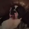 amandasnuffer58 - @amandasnuffer58 - TikTok