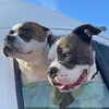 girlmeetsbullyX2 - @amandasoedjadi - TikTok