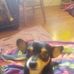 Amanda Sollid-rhodes - Facebook