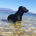 Amanda Spinks-Cooper - @beetlemad2 - Instagram
