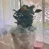 amandastaatstraudt - @amandastaatstraudt - TikTok
