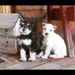 Amanda Stallard - @schnauzer_stallard - Instagram