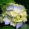 Amanda Starling - @amanda.starling41 - TikTok
