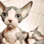 Sphynx - @amanda.t.steck - Instagram