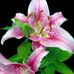 Amanda Steffensen - Facebook