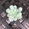 Amanda Geise Stegner - @joceytiny - TikTok