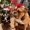 Amanda Stidham287 - @txbulldogmomma - TikTok