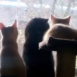 Amanda Stiffler - @stiffler347 - Instagram