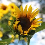 Amanda Stiles - @funnyfarmcolorado - Instagram