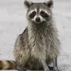 amandastiles33 - @amandastiles33 - TikTok