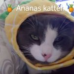 Amanda Streitlien - @amandastreitlien - Instagram