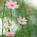 Amanda Strydom - Facebook
