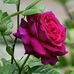 Amanda Suriel - Facebook