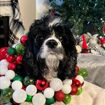 Amanda Swiger - @steviebonweevie - Instagram