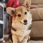 Amanda Swiger - @topnotchpaws17 - Instagram