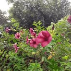 Amanda Terrazas Chao - Facebook