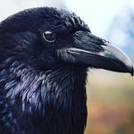 Amanda Terrill - @corvuschick - Instagram