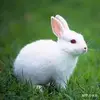 AMANDA THAM YU RON Moe - @amanda.tham.yu.ro - TikTok