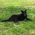 Amanda Tharp - @amandat7905 - Instagram