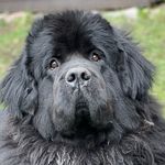Amanda The Newfoundland - @amanda_the_newfoundland - Instagram