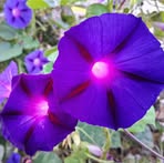 Amanda Thomason - Facebook