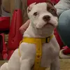 ♡THOR y ZEUS♡ - @thor.amanda - TikTok