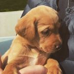 Amanda Thurston - @poppythefoxredlabrador - Instagram