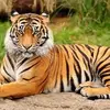 Amanda Tiger - @2162757390 - TikTok