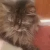 amandatipping8 - @amandatipping8 - TikTok