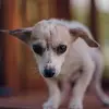 Ky Hopeful Paws Rescue - @amandatiptonbowling - TikTok