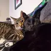 Amanda Trahan - @amandatrahan62 - TikTok