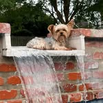 Amanda Trahan Doyle - @nola.the_yorkie - Instagram