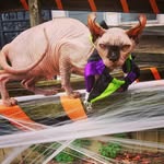 Amanda Travis - @magicalmeadow2021 - Instagram