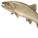 Amanda Trout - @smellslikefish420.42 - Instagram