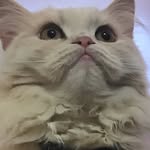 Amanda - @amanda.k.ungaro - Instagram