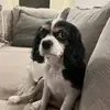 amandavaccaro957 - @livl3yhyper - TikTok