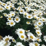 Amanda Vanegas - @beautiful_captured_memories - Instagram