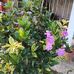 Amanda Vanegas - Facebook