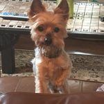 Bean the Boss - @amandavogan82 - Instagram