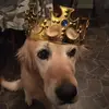 AmandaVolden - @amandavoldenfehr - TikTok