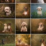 Amanda Voller - @amandavollerdogphotographer - Instagram