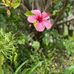 Mandy Volney - Facebook