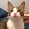 Amanda Wagener - @finnthecutekitten - TikTok