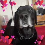 Amanda Waldron - @irishlab2003 - Instagram