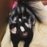 Amanda Walkup - @lemongirl1111 - Instagram